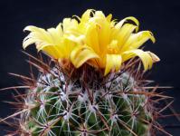 Thumbnail of 1402_Thelocactus conothelos aurantiacus_20120417_02(1).jpg
